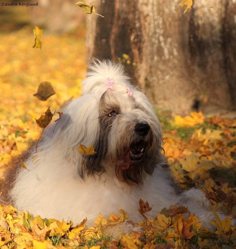 Lisa danish diva automne